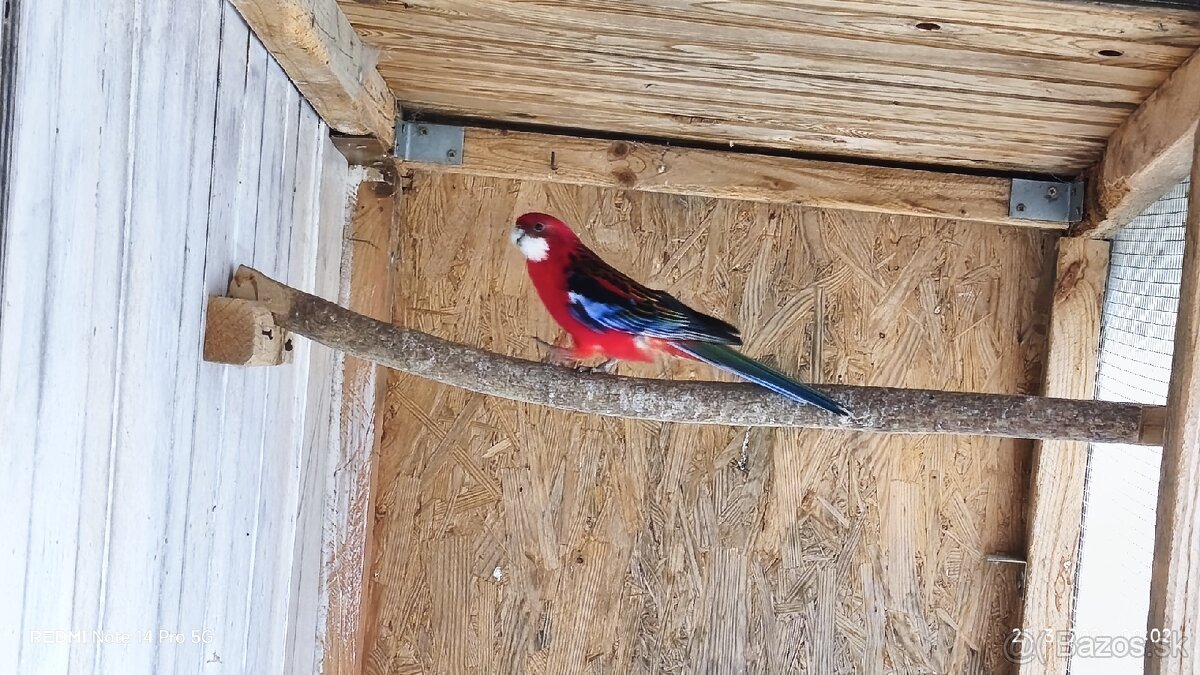 Rozela pestrá červená - 5