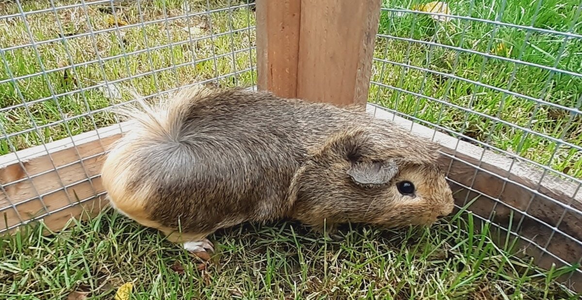 Morské prasiatka - 5