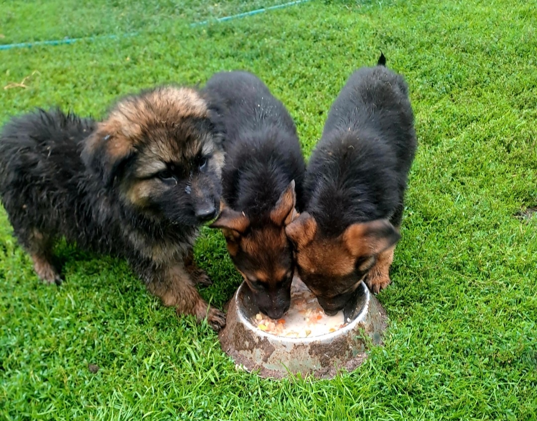 Nemecký ovčiak - 5