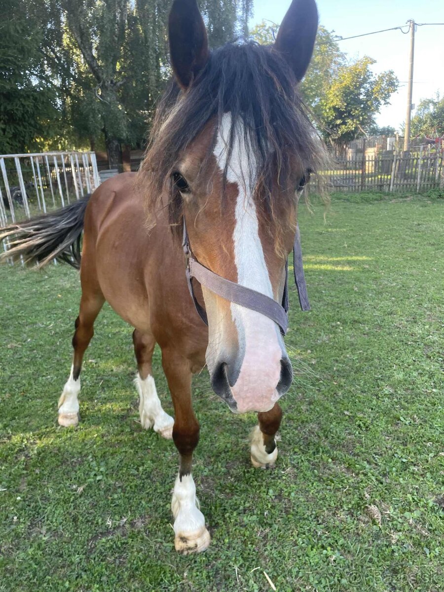 Brzy dvouletý valach Welsh Cob - 5