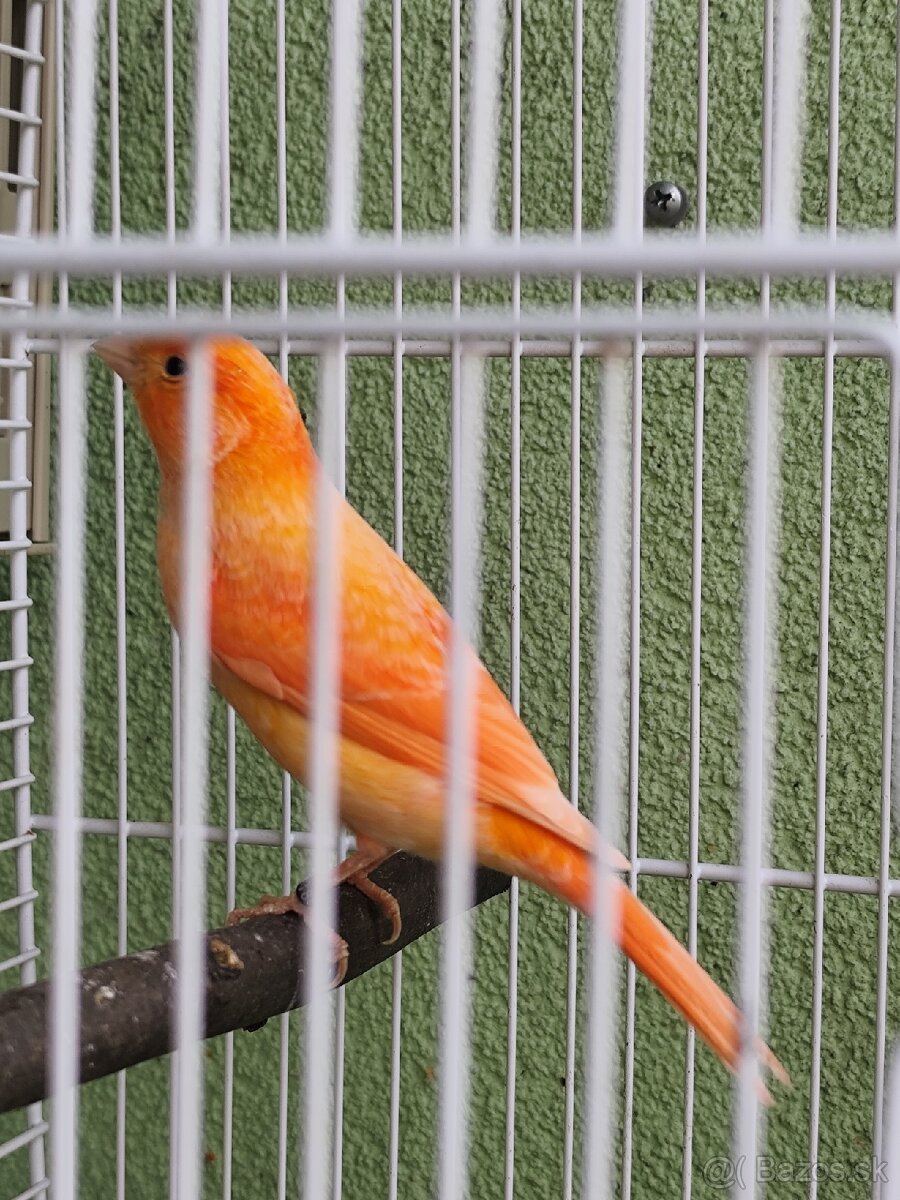 Predám kanárikov . - 5