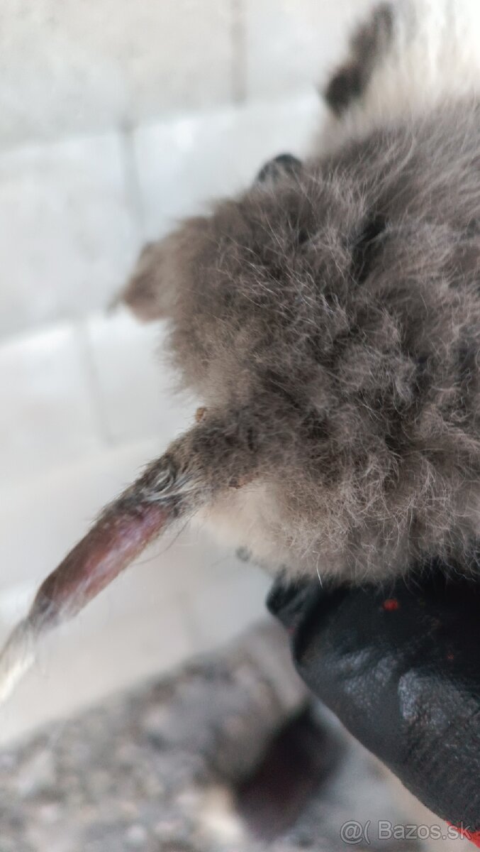 Líška (Vulpes vulpes) - 5