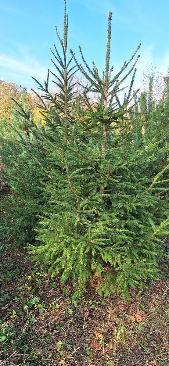 Živé smreky🎄 ako Vianočný stromček🎄 - 5