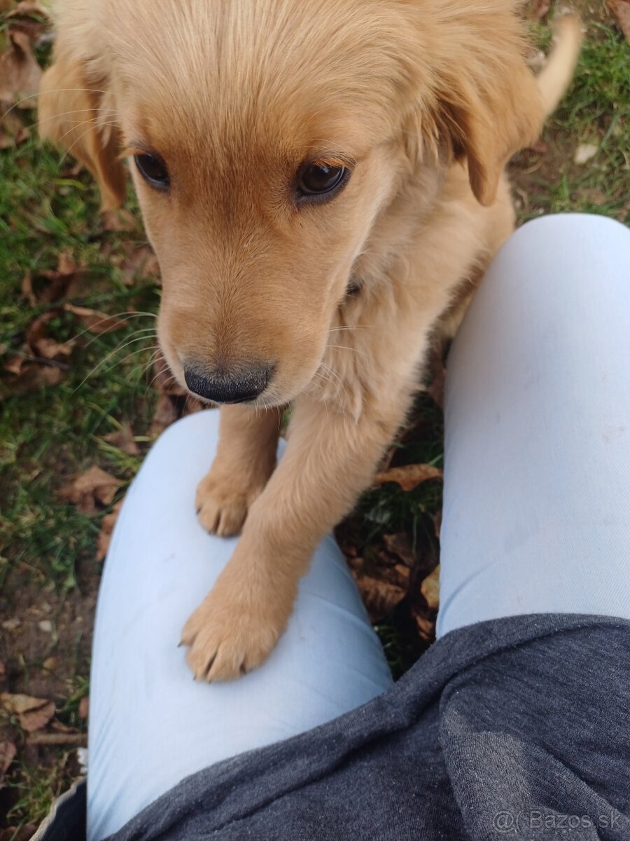 Zlatý Retriever - 5