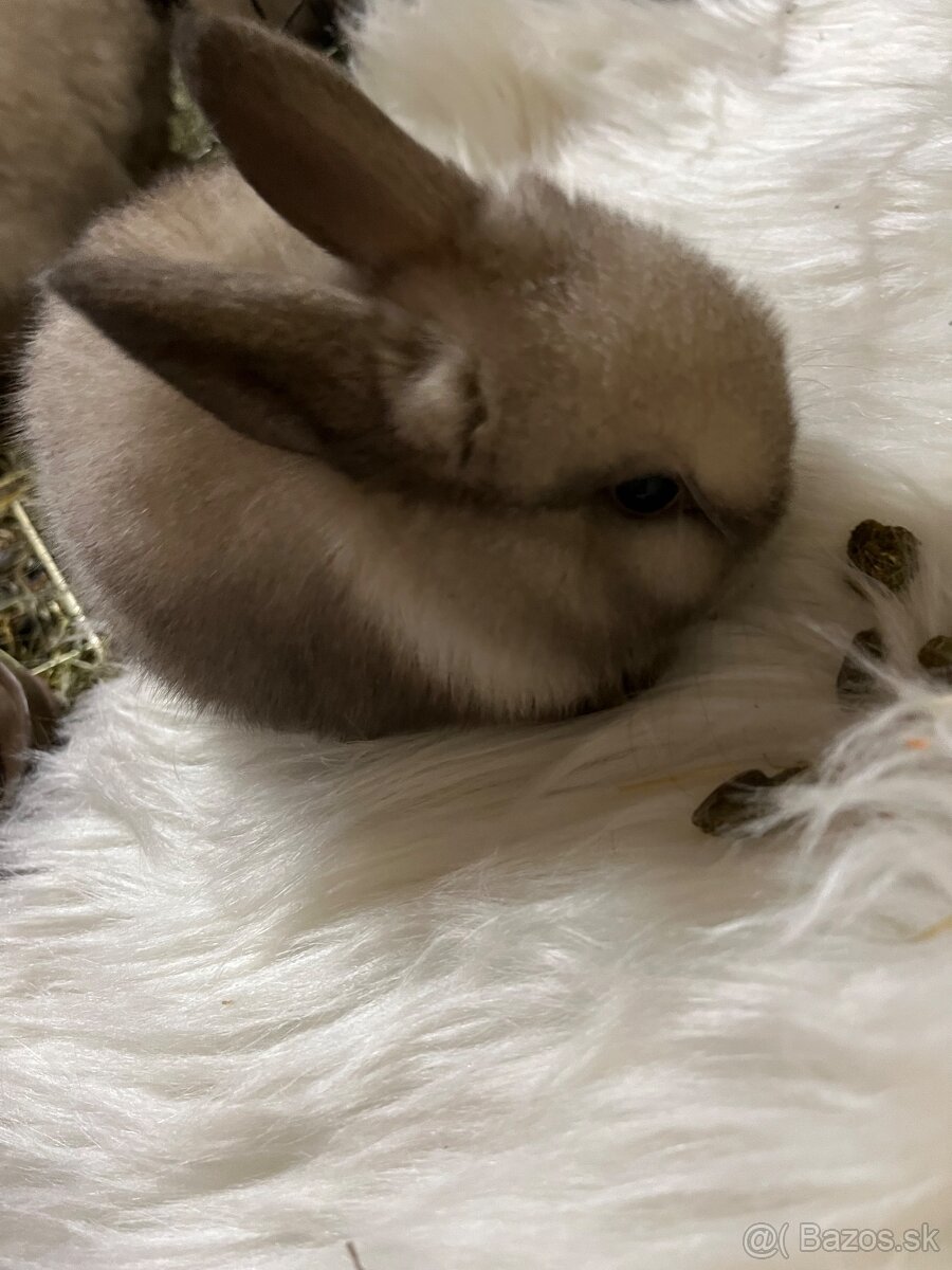 Králik - zajačik minilop - 5