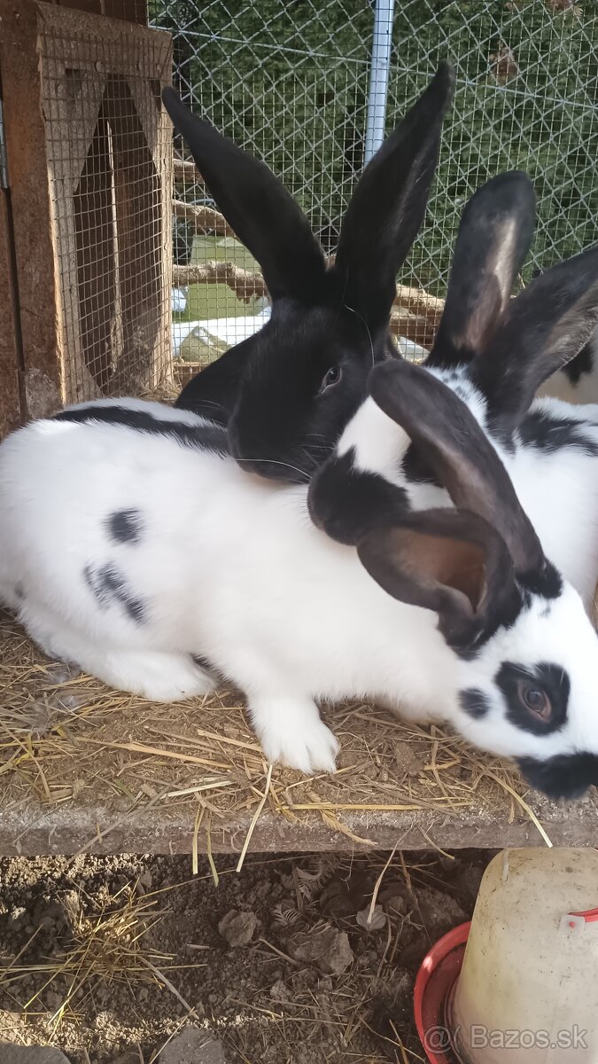 Mladé zajace - 5