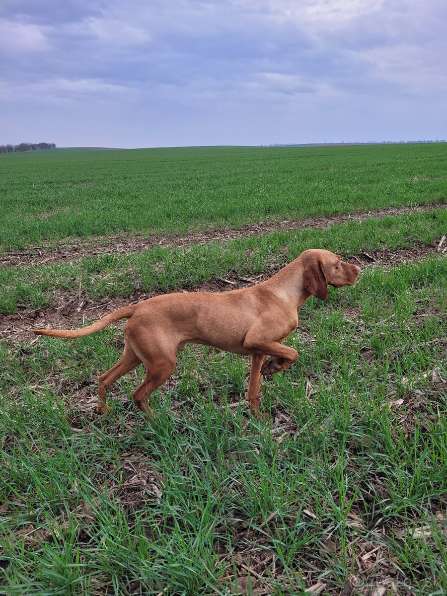 Madarska vyzla šteniatka s PP - 5