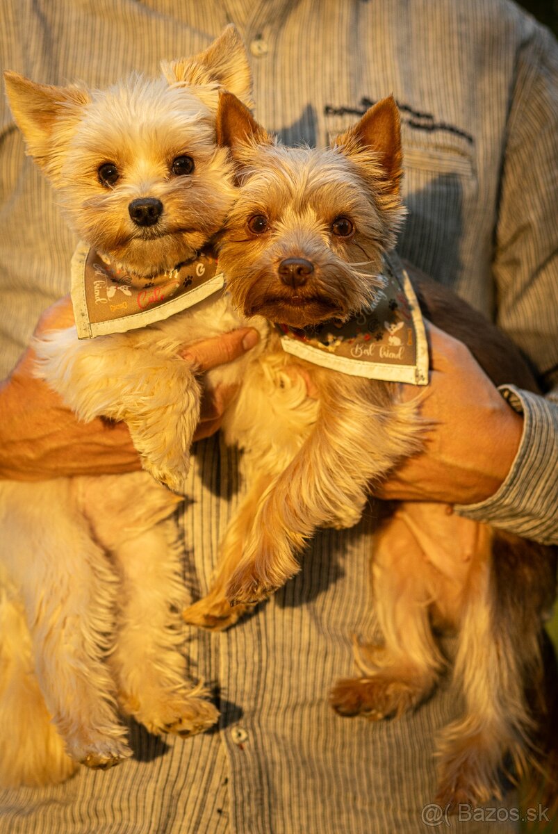 Yorkshirsky teriér - 5