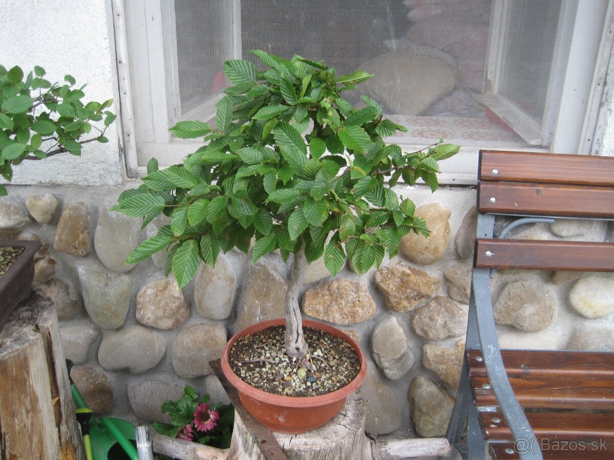 bonsai,bonsaj-hrab 15 - 5