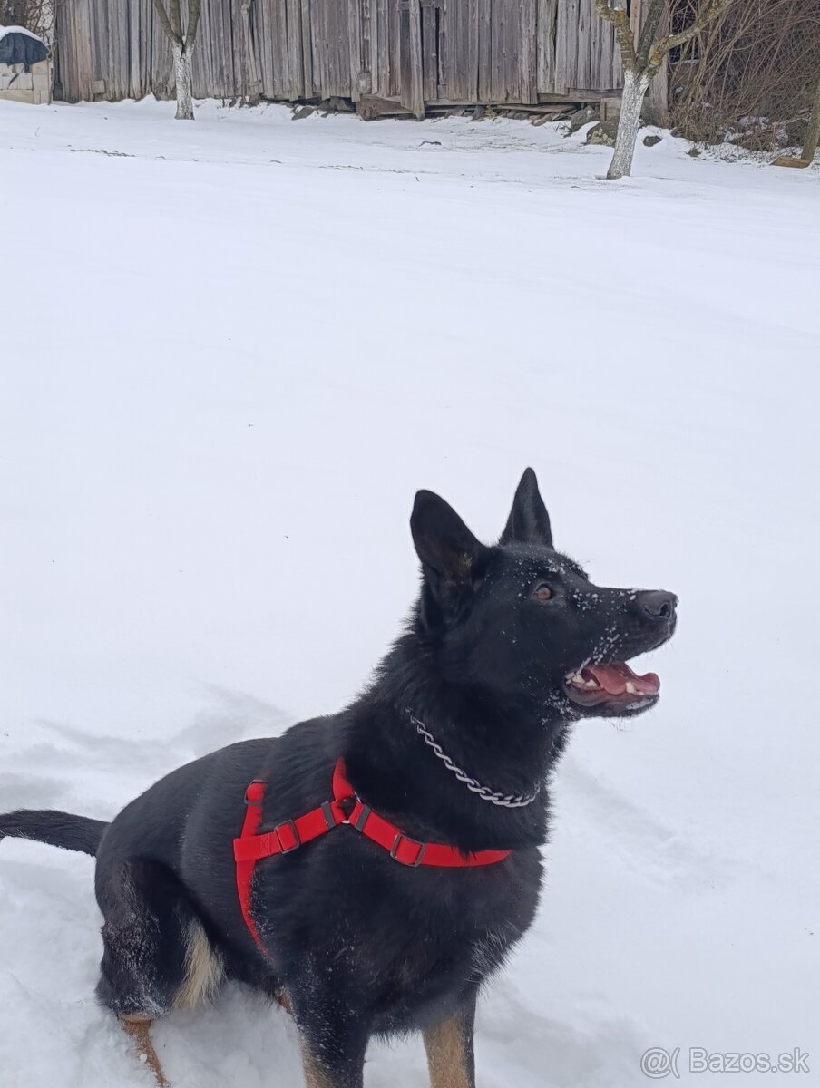 Nemecký ovčiak - 5