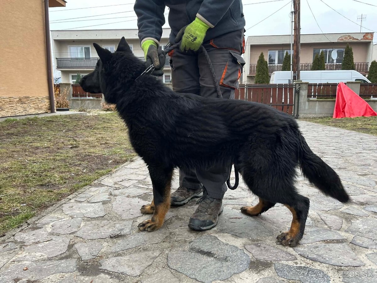 Nemecký ovčiak - 5