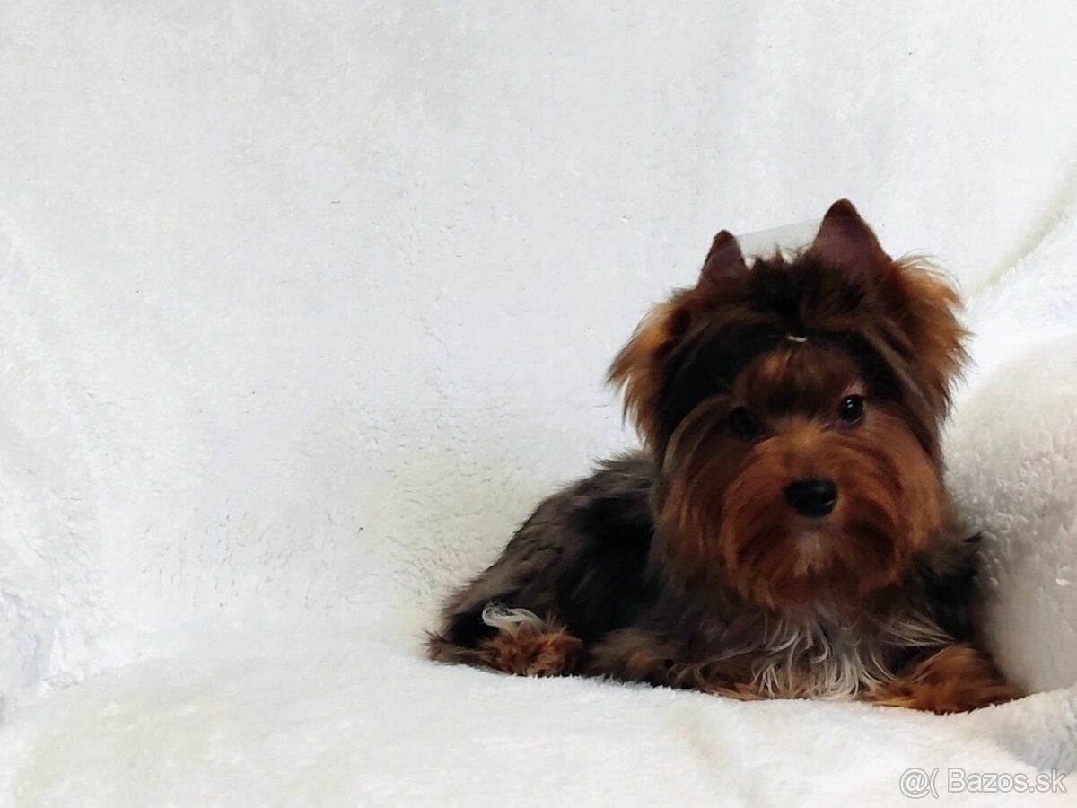 Yorkshire teriér, Yorkshire teriér s PP - 5