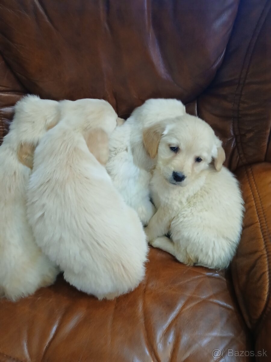 Predám šteniatka Zlatý retriver - 5