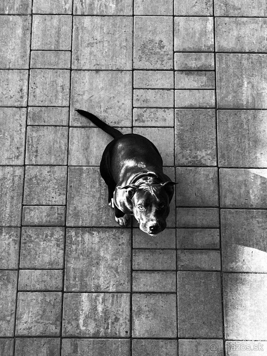 Stafordširsky terier - 5