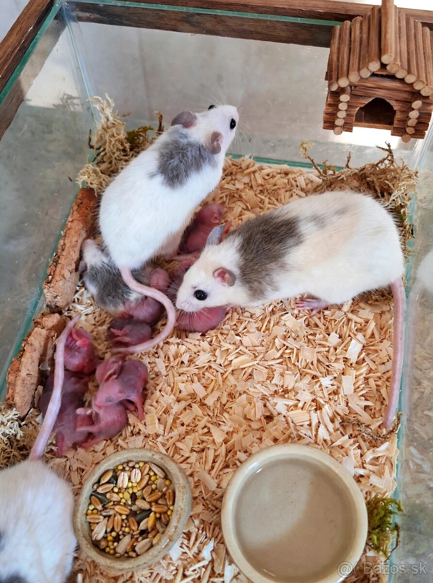 Predám mastomyši - 5