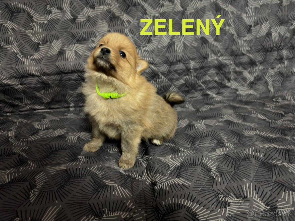 Roztomilé šteniatka nemeckého špica na predaj - 5