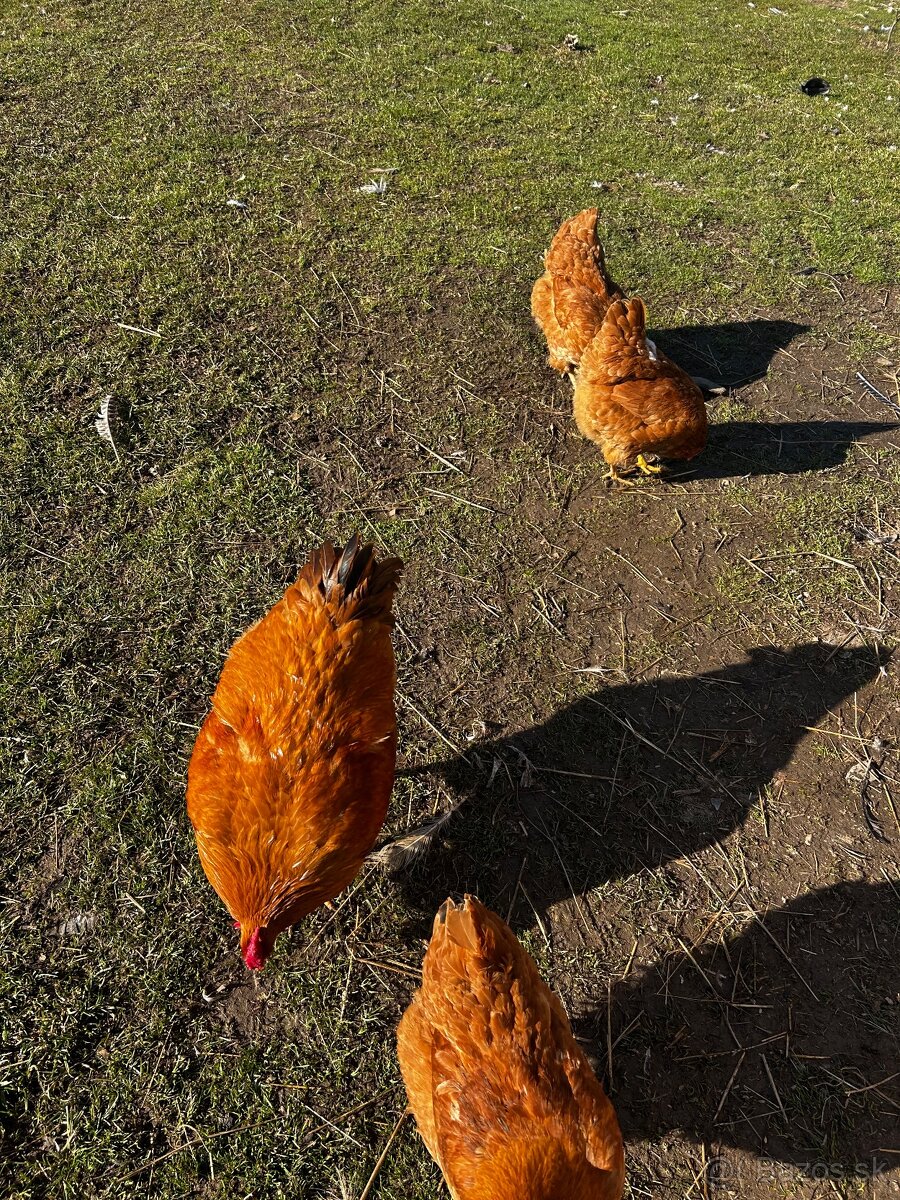 Chovný kmeň Oravka - 5