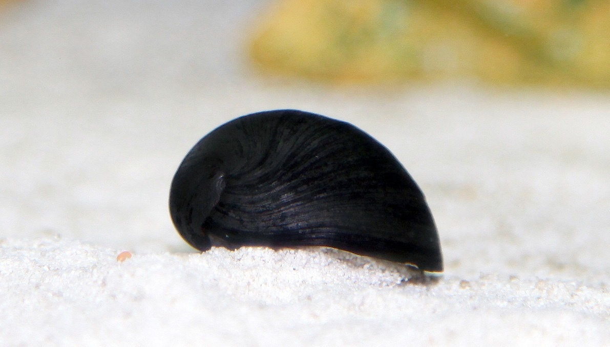 Řasožraví šneci - 5