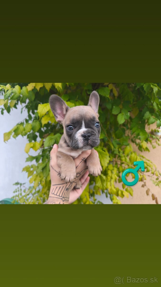 Francúzsky Buldoček - 5