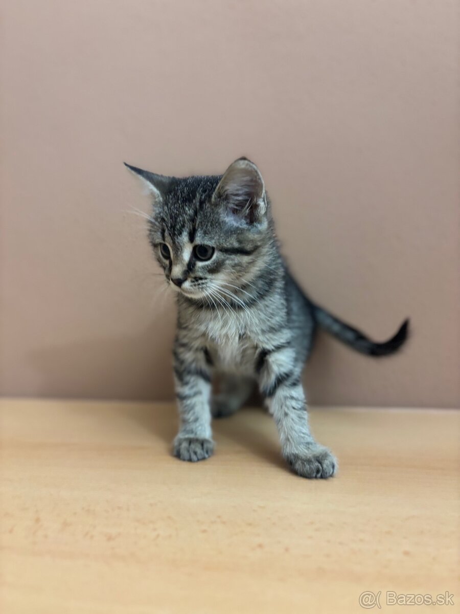 Darujem krásnu mačičku - 5