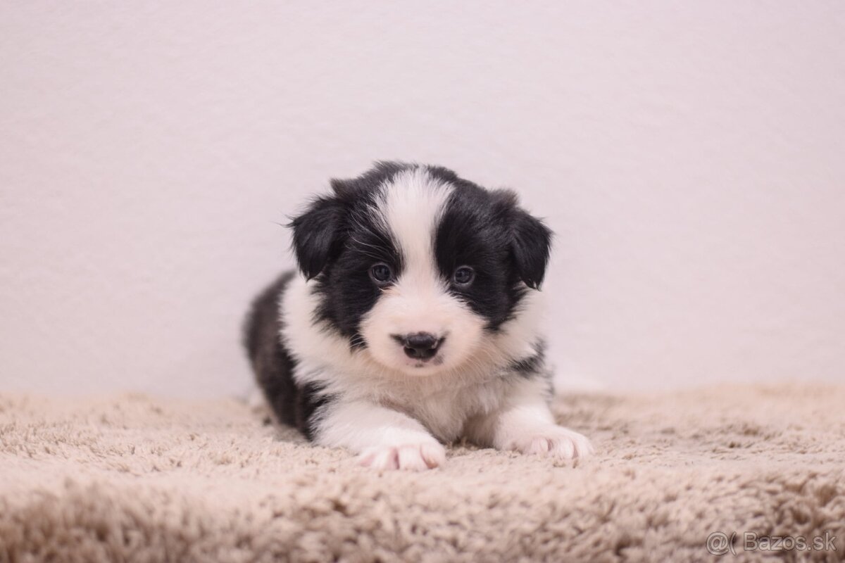 Border Kólia s PP - plánovaný vrh - šteniatka - 5