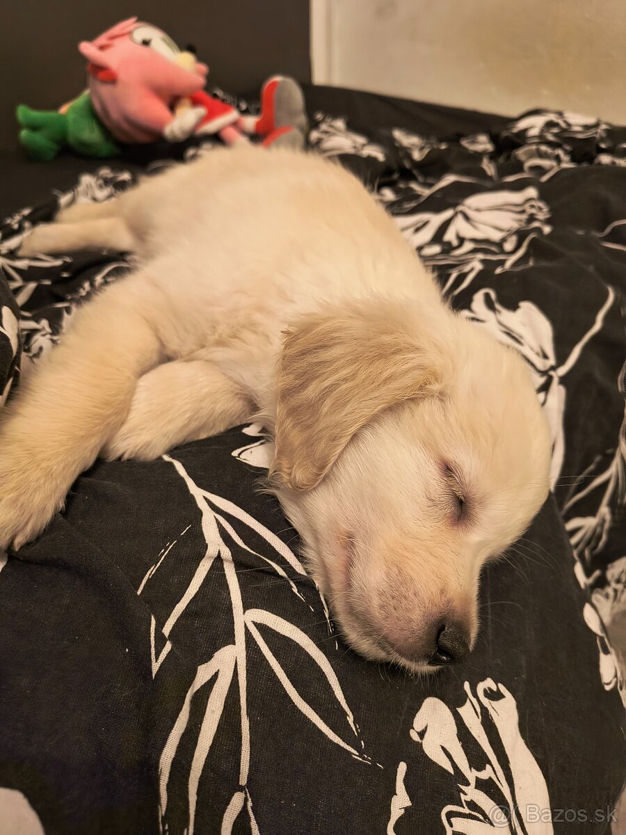 Zlatý retriever - 5