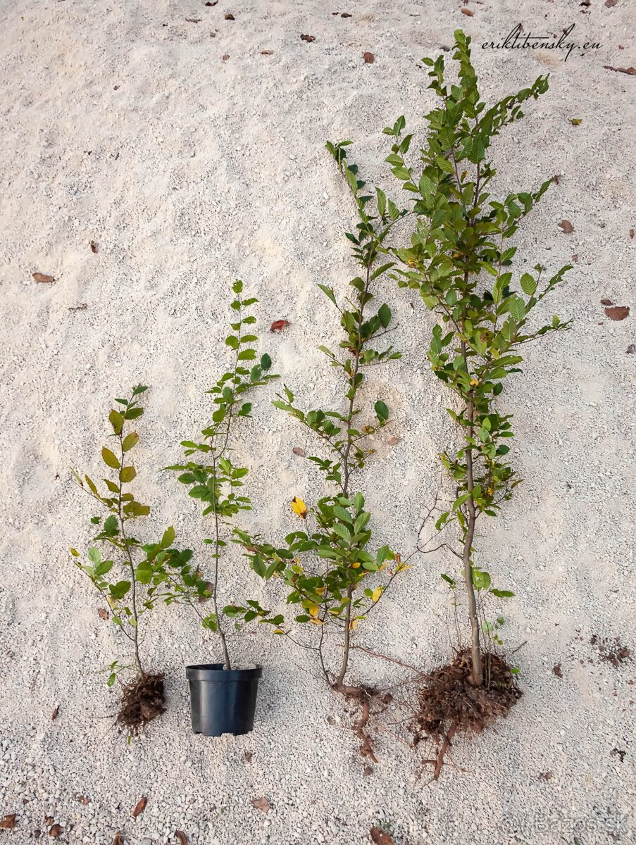 Predám Hraby, na živý plot alebo samostatnú výsadbu - 5
