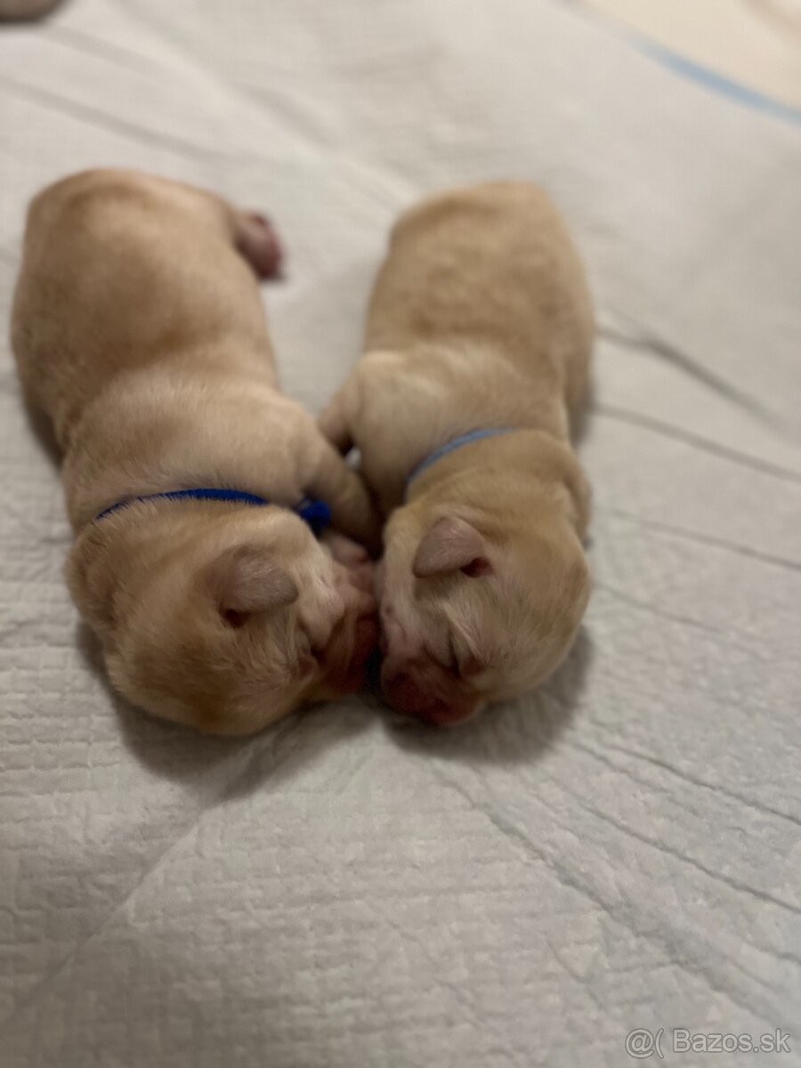 Labrador štěňátka s PP - 5