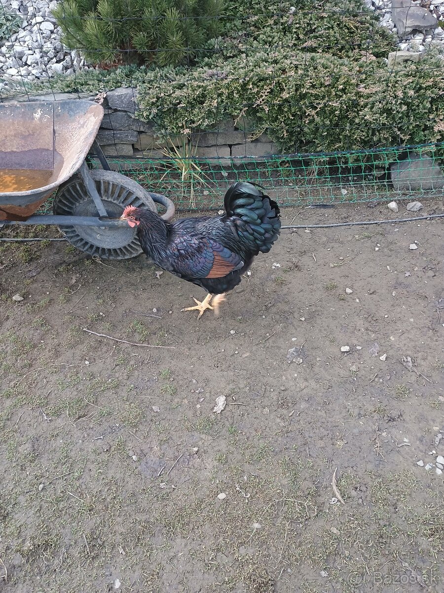 Predám kohútov - 5