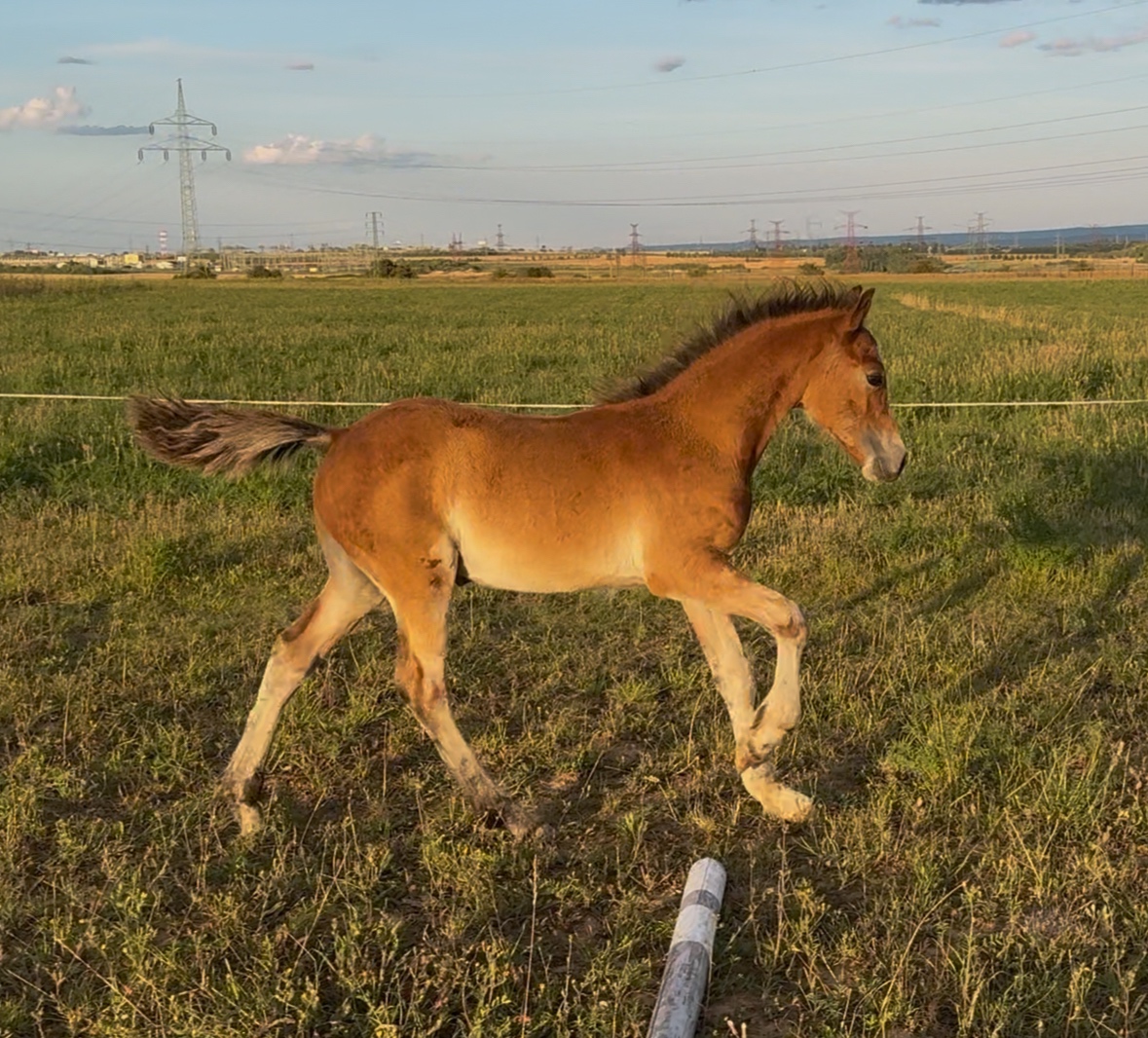 Hřebec Welsh Cob - 5