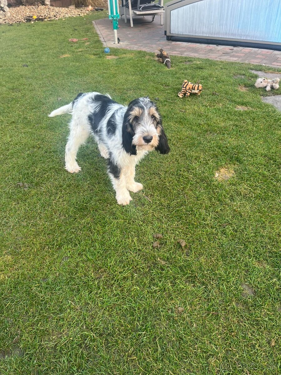 Velký hrubosrstý vendéeský baset - 5