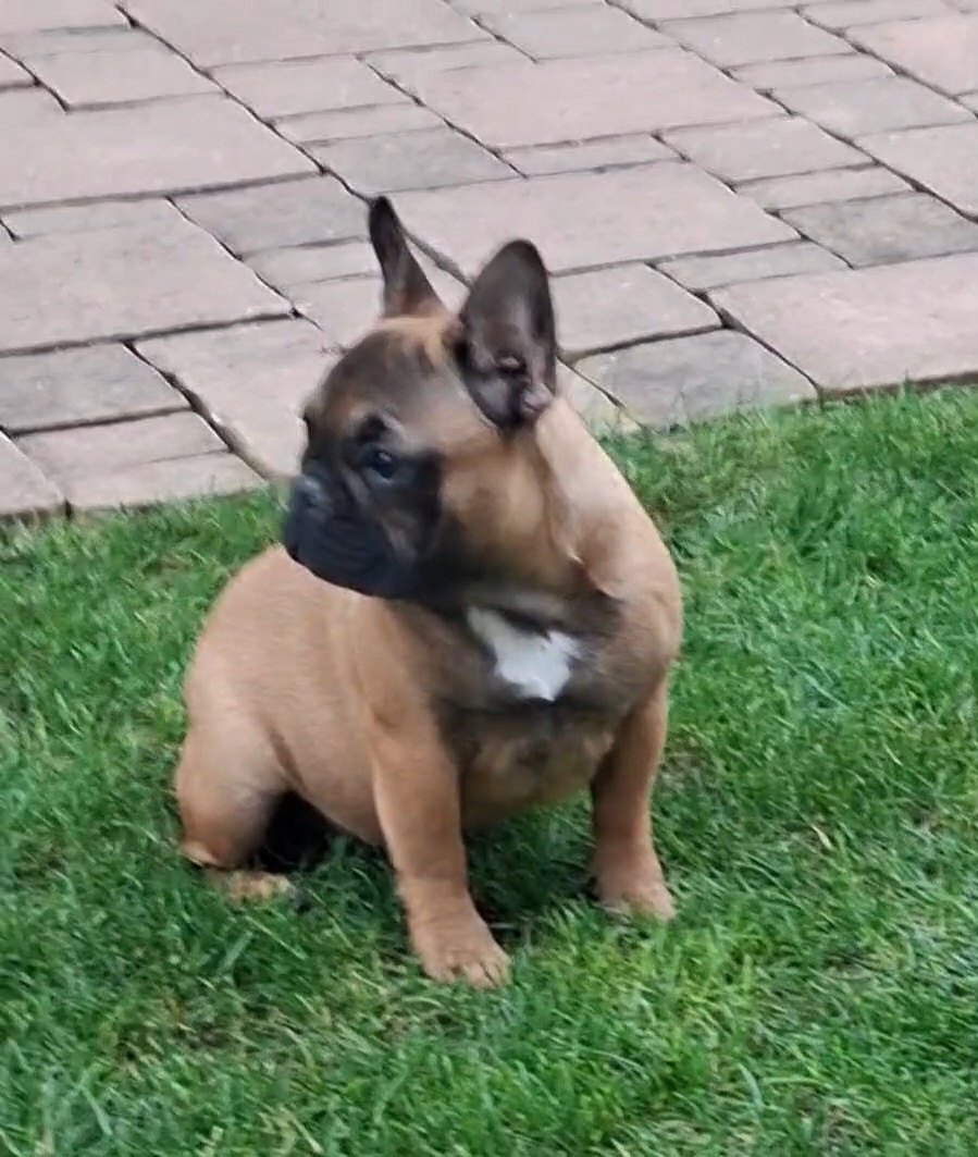 Francouzsky buldoček s PP - sučky - 5