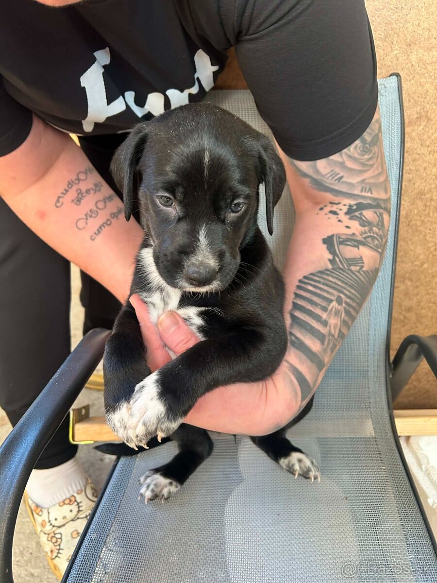 🐶 Šteniatka – krížence, len do dobrých rúk - 5