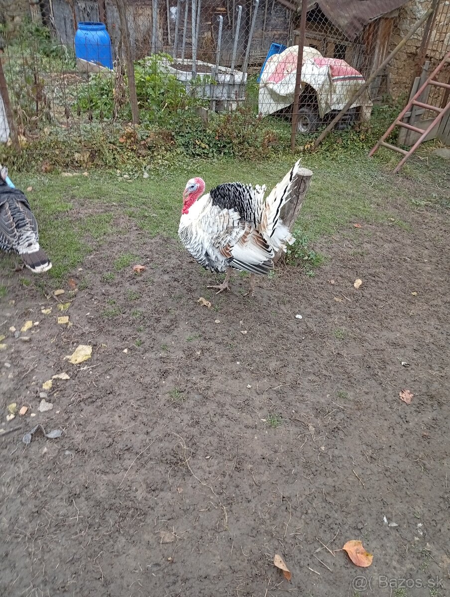 Predám morky bronzové - 5