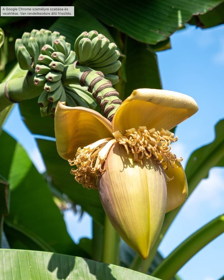 Musa basjoo - mrazuvzdorný banánovník - 5