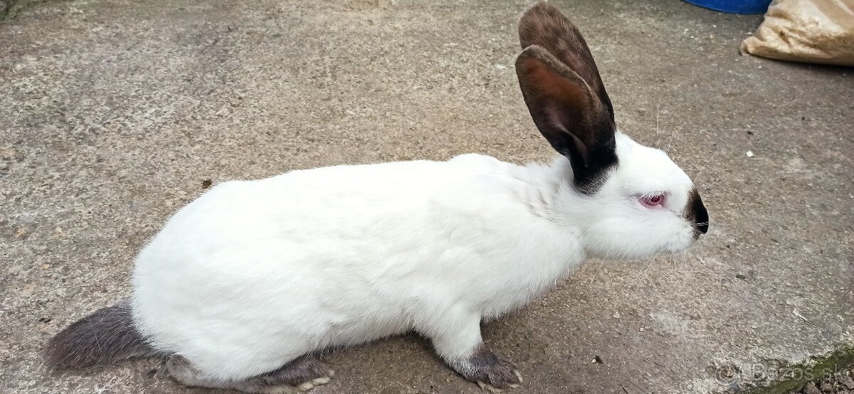 Predám králiky 4,5 mesačne - 5