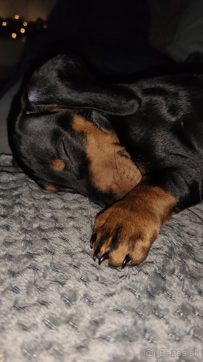 Predám 5 mesačné šteniatko - 5