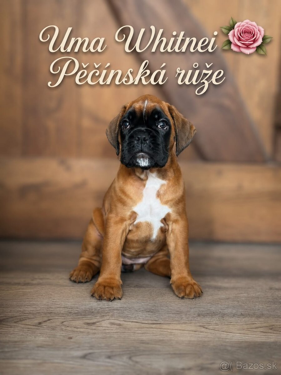 Německý boxer - 5