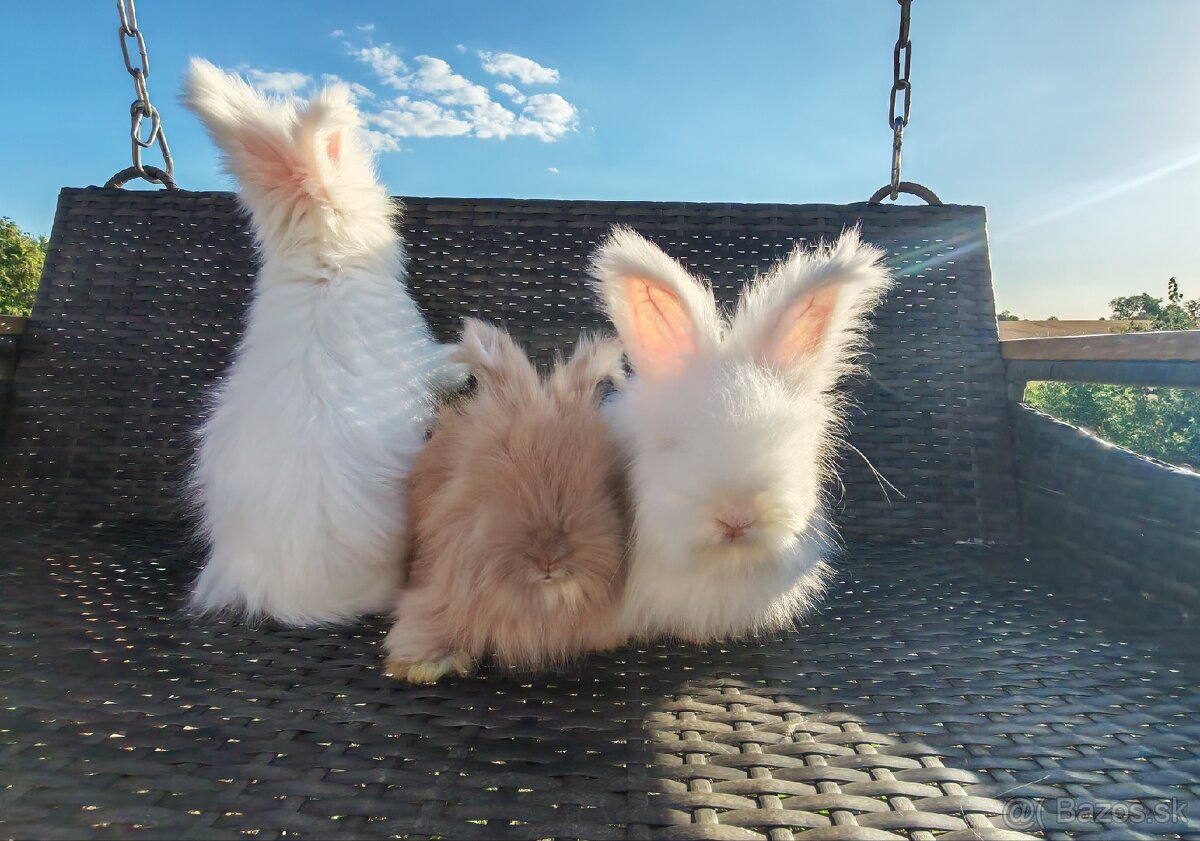 Anglická angora - 5