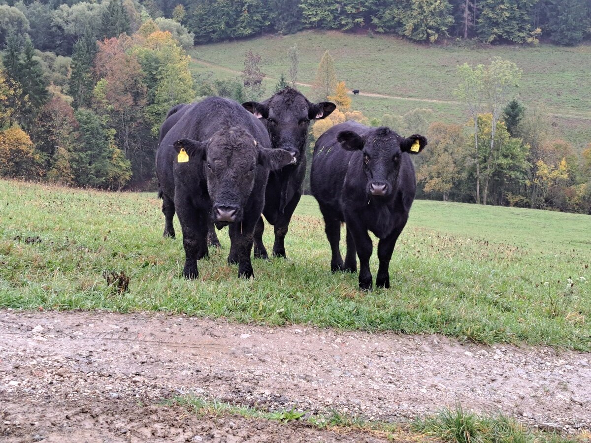 Aberden Angus. Jalovice - bíčky - 5