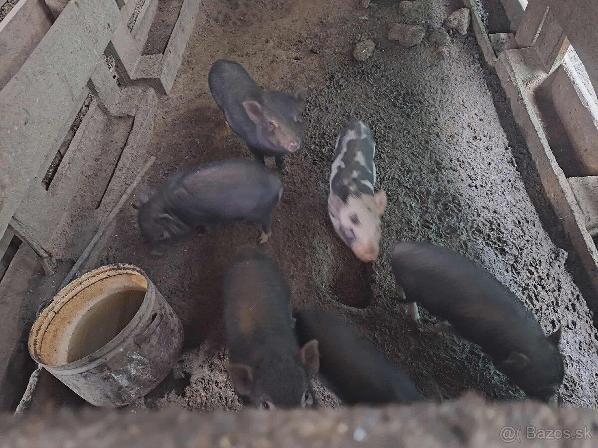 Vietnamské prasiatka - 5