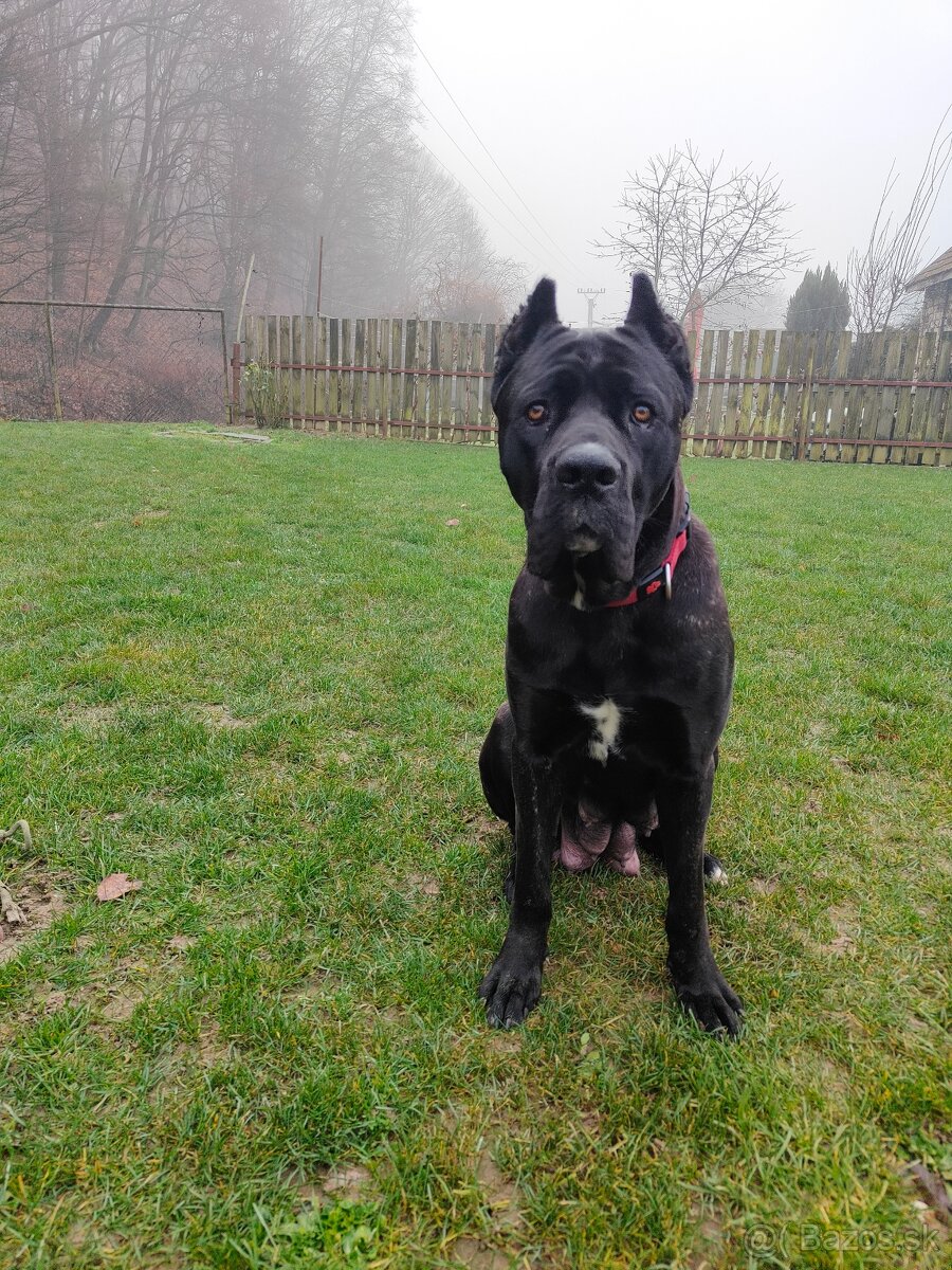 Cane Corso Šteniatka bez PP - 5