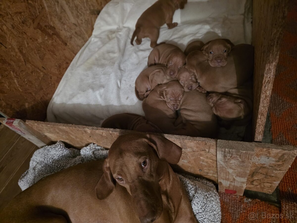 Maďarské "vizsla" šteniatká - 5