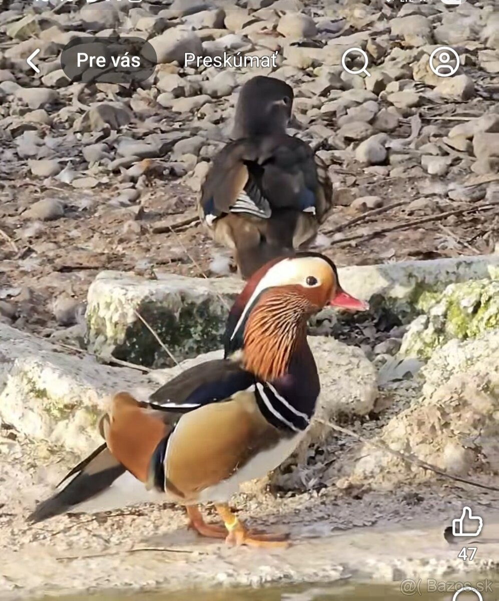 Okrasne kačky - kačice - kačičky - 5