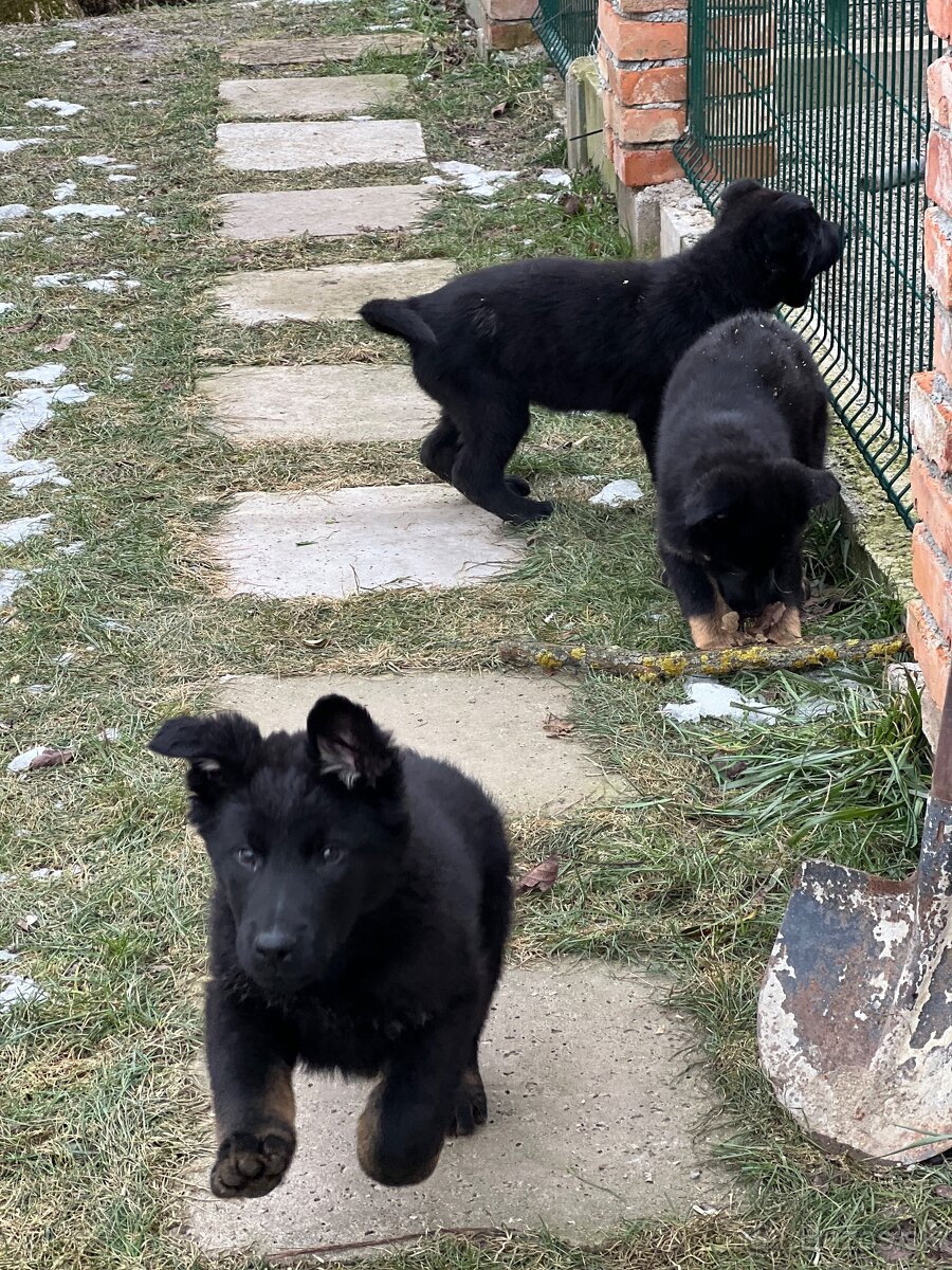 Nemecký ovčiak šteniatka - 5