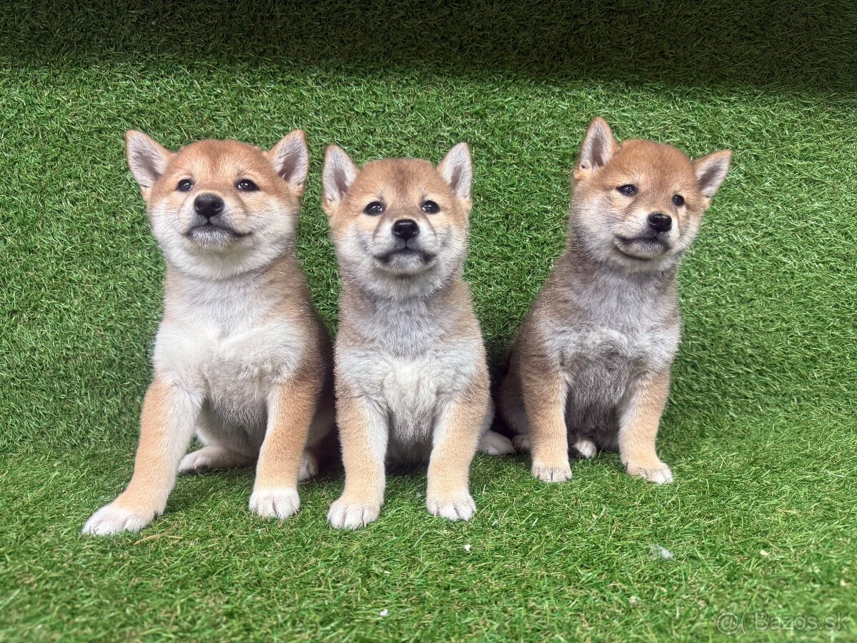 Shiba inu, Šiba inu - 5