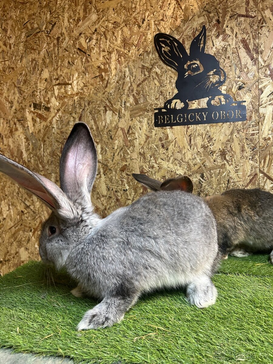 Belgicky Obor 3mesacne - 5
