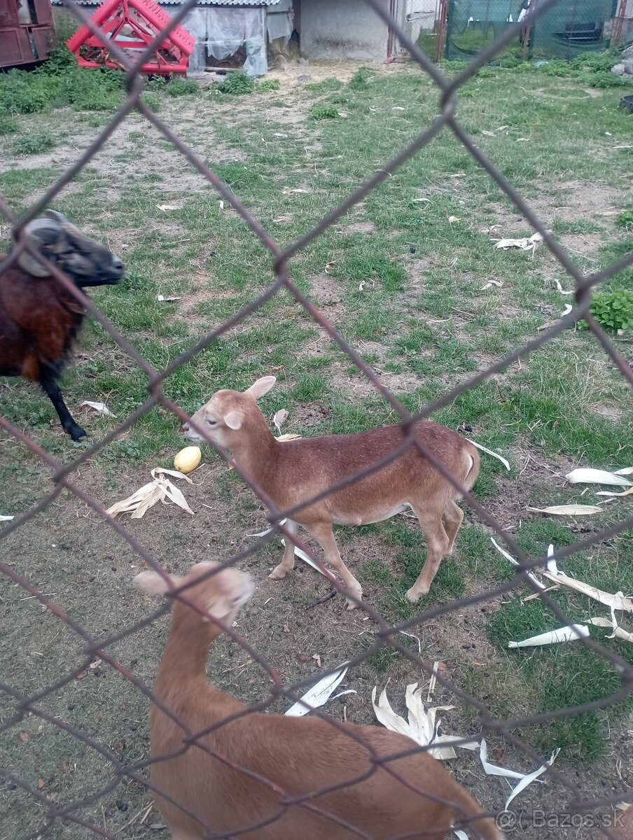 Predám Kamerunske ovce - 5