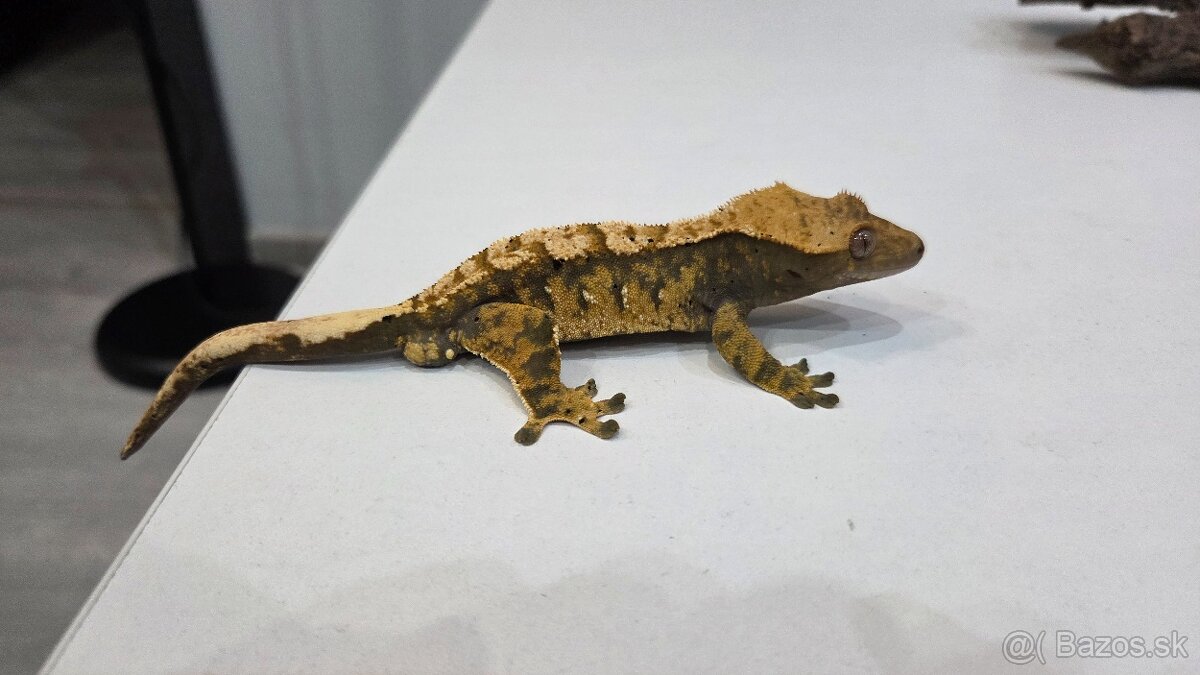 pagekon riasnaty - 5