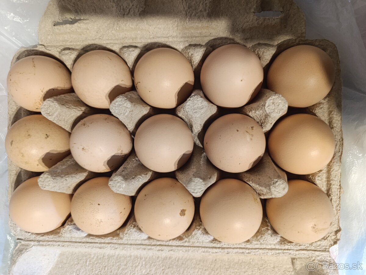 Nasadové vajíčka Hempšir - 5